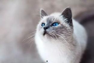 娱乐吃瓜酱桂花猫,揭秘娱乐圈那些不为人知的幕后故事  第2张